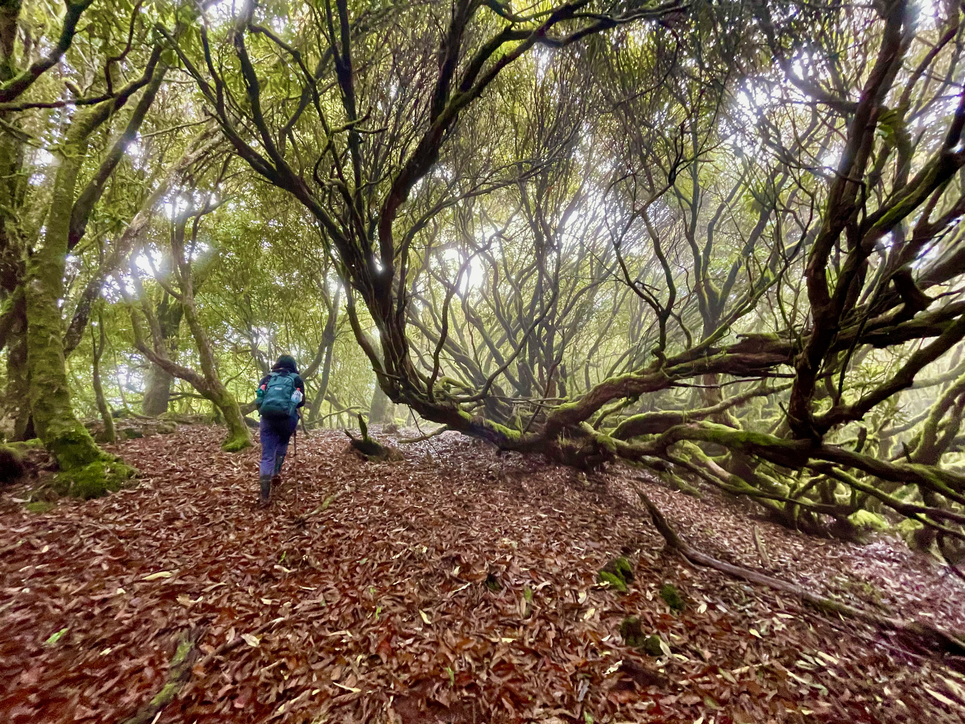 玉里山頂前的巨大杜鵑灌木