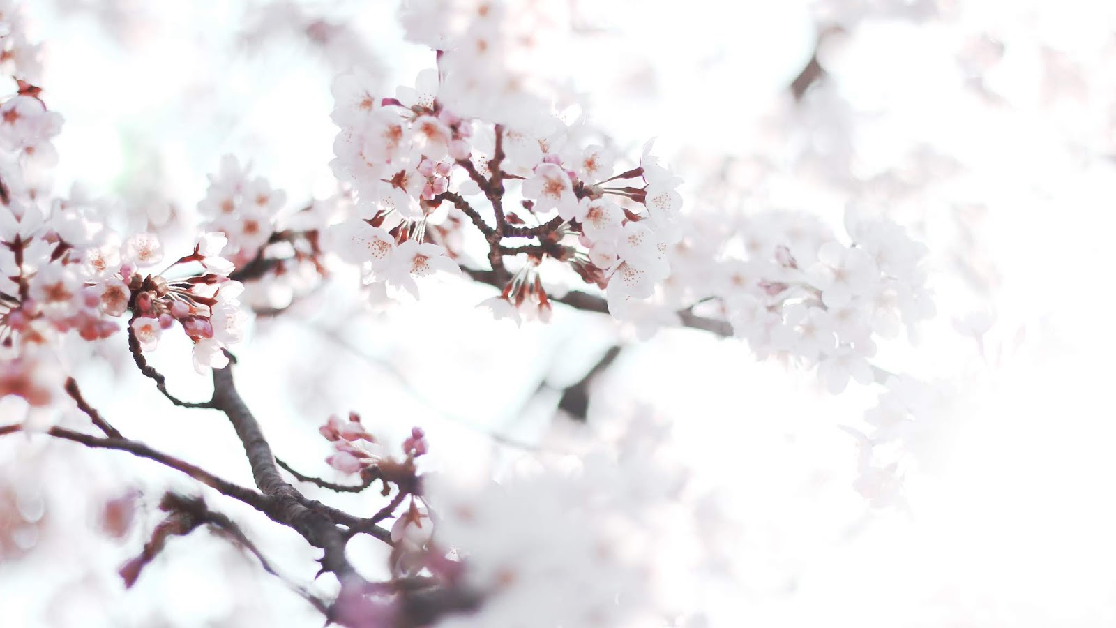 Bitterbubblegums Couchsurfing Japan What First Time Surfers