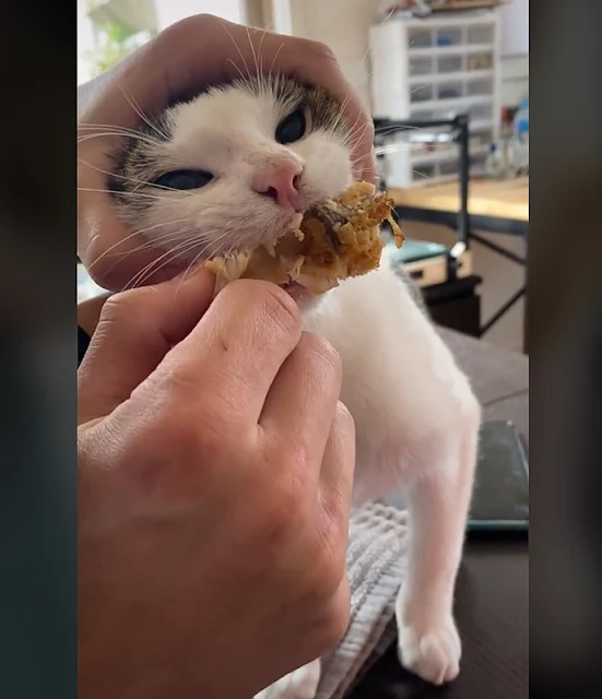 Domestic cat refuses to give up his KFC and growls when attempts are made to take it off him
