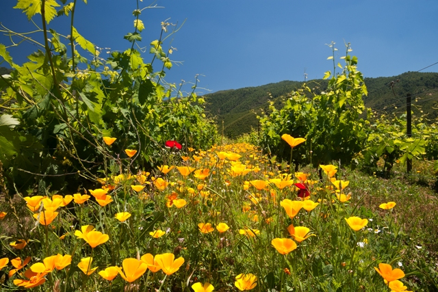 Revista Energía &amp; Jardines: Viñedos Emiliana: la radical diferencia entre un vino biodinámico y uno normal