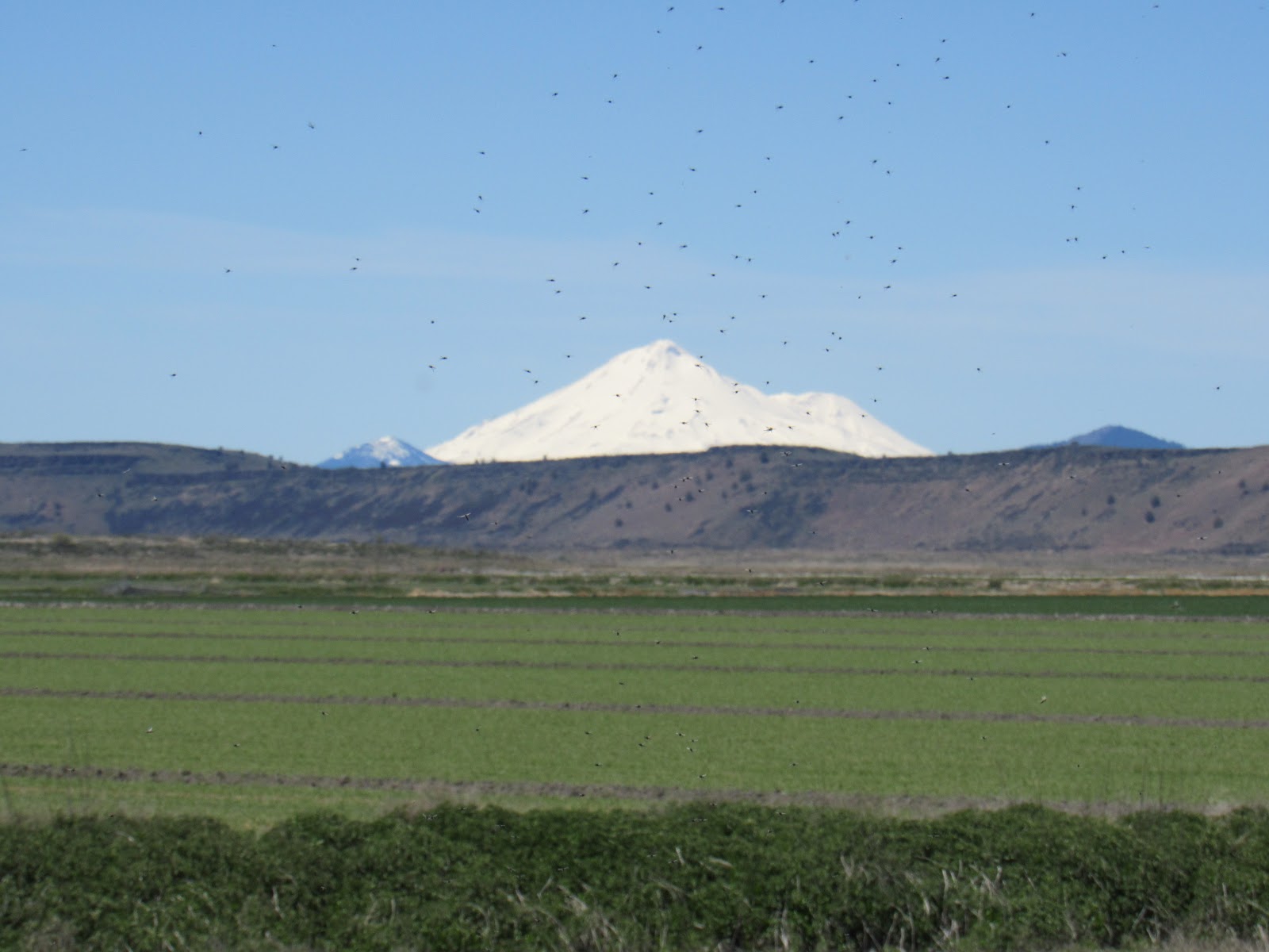 Vaughn the Road Again Tule Lake National Wildlife Refuge
