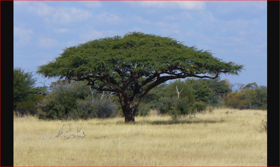 7 hardest wood in the world CARPENTER BLOG