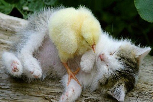 Cute Animal Friendship Quotes QuotesGram Cute Animal Friendship Quotes QuotesGram