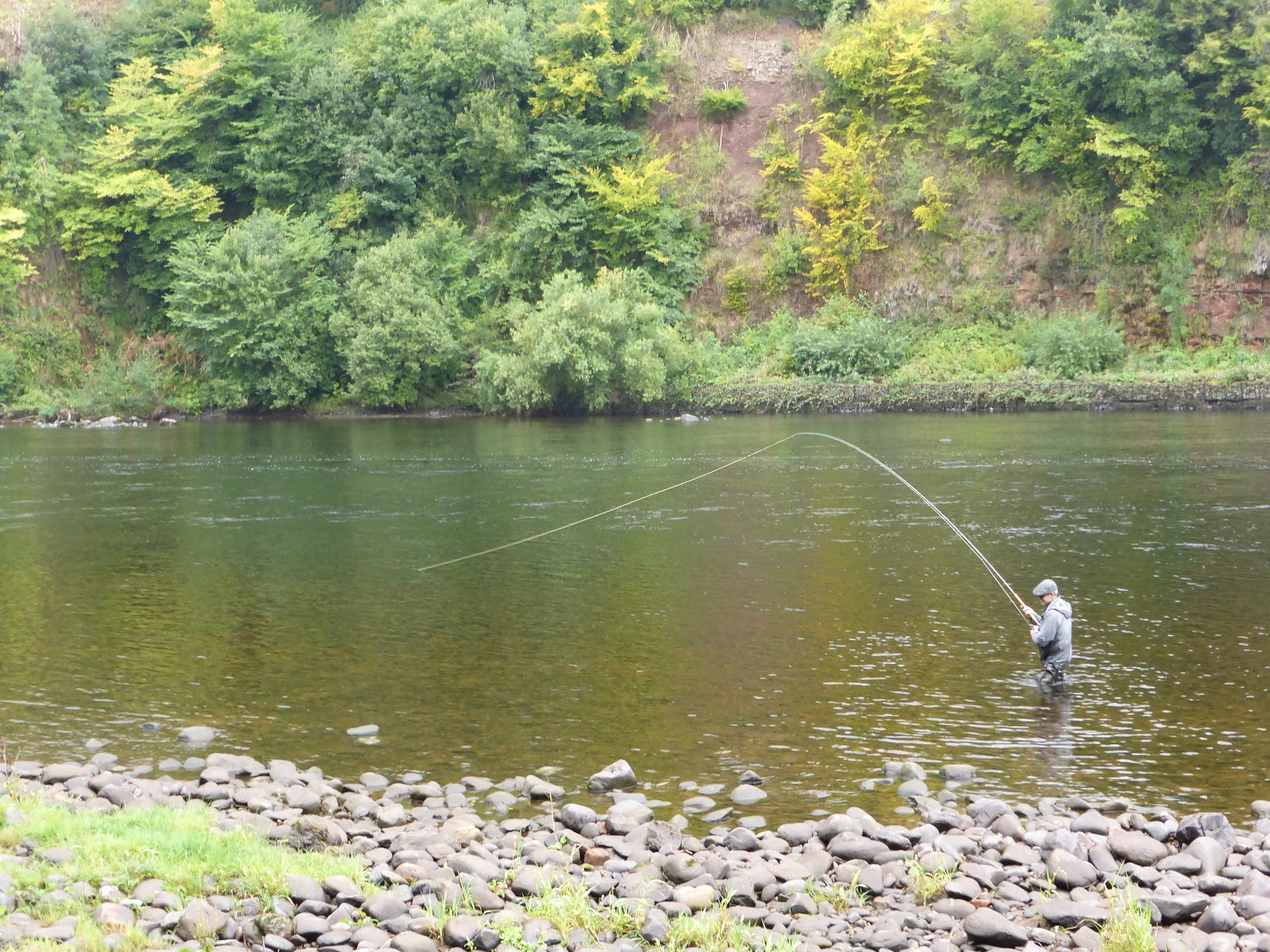Salmon Fishing Scotland. Salmon Fishing Scotland Stanley beats, Tay, Perthshire Report and