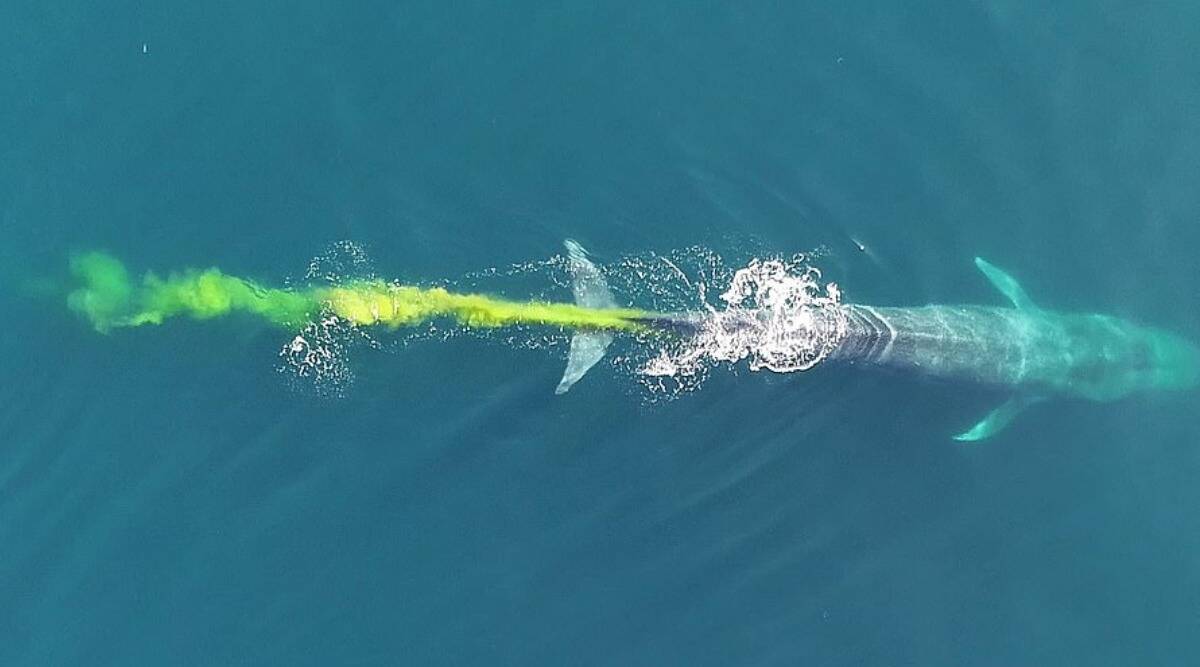 whale poop whale poop