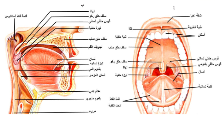 مراجعة شاملة لتركيب ووظائف أجزاء القناة الهضمية Overview Of Structures And Functions Of Digestive System الفم The Mouth