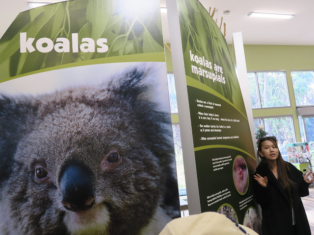 koala conversation centre,  philip island, melbourne, australia