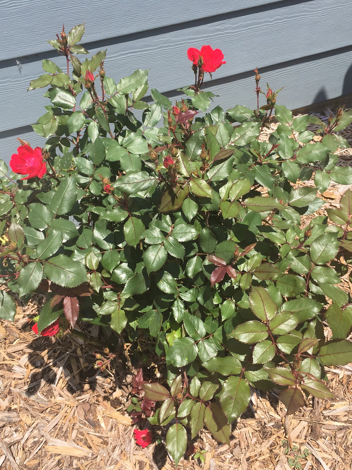 Top Ten Flowers for Summer Color Our Good Life