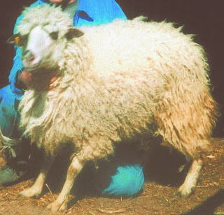 Πρόβατα: Ελληνικές φυλές