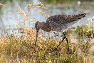 Wildlifefotografie Naturfotografie Dümmer See Uferschnepfe