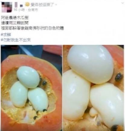 Seorang Pria Beli Pepaya, Ketika Dibelah Ia Kaget Isinya Terdapat 3 Benda Aneh ini