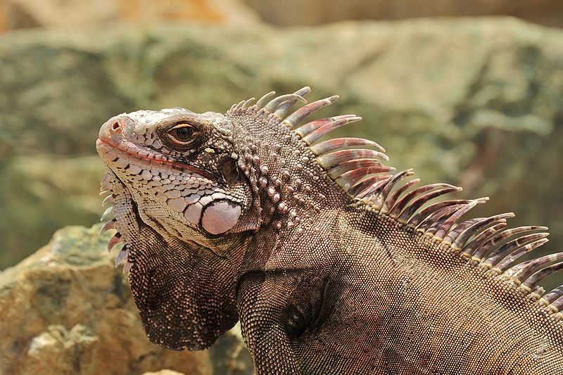 32 Fakta dan Informasi Menarik Tentang Iguana