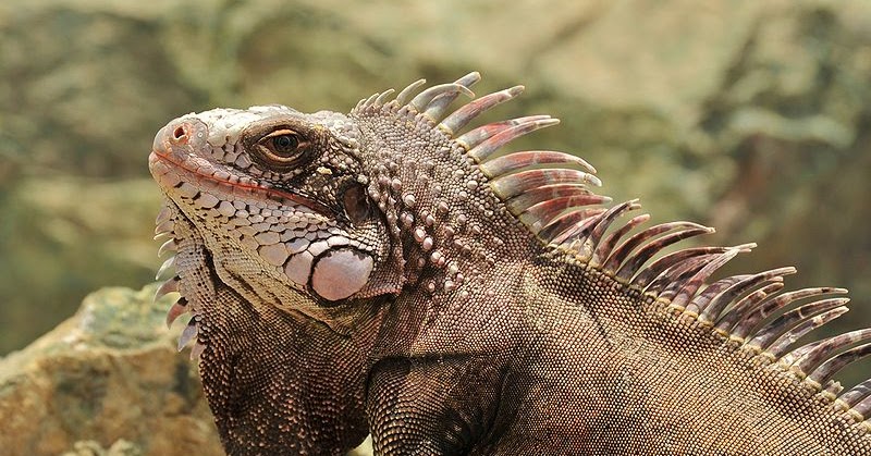bwana iguana bwana iguana