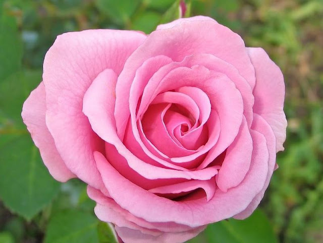 اللون الوردي الفاتح اللون الوردي الفاتح