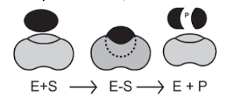 Class 11 Biology chapter 6 Biomolecules Textbook solutions