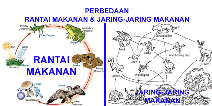 Apa Itu Rantai Makanan Dan Jaring Makanan Kurikulum Pelajaran