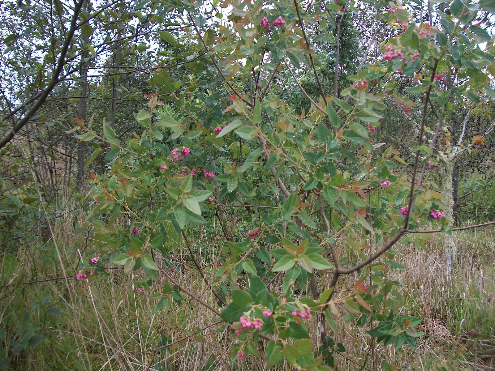 Backtoeden: Galería: El Raque de la reforestación