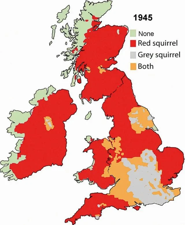 Squirrels in the British Isles in 1945