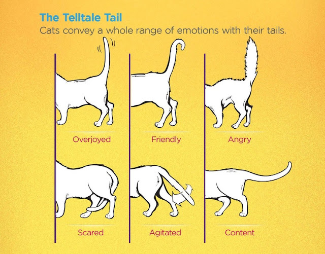 cats body language ,cats common behaviors and movements and their