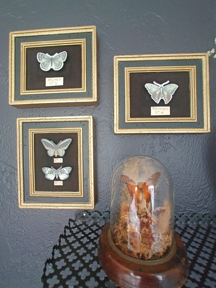 Butterfly Specimen Art - Thrift Shop Flip