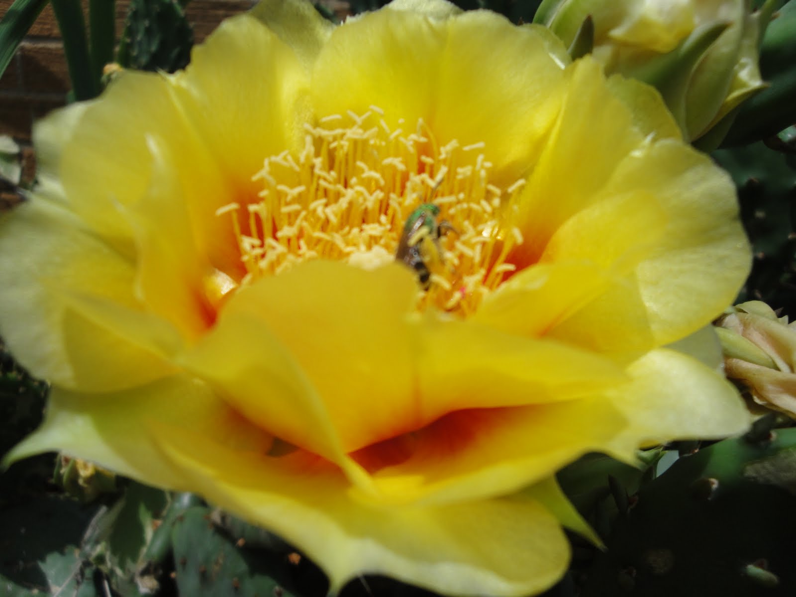 Prairie Wildflowers Prickly Rose Wild Pasture Roses
