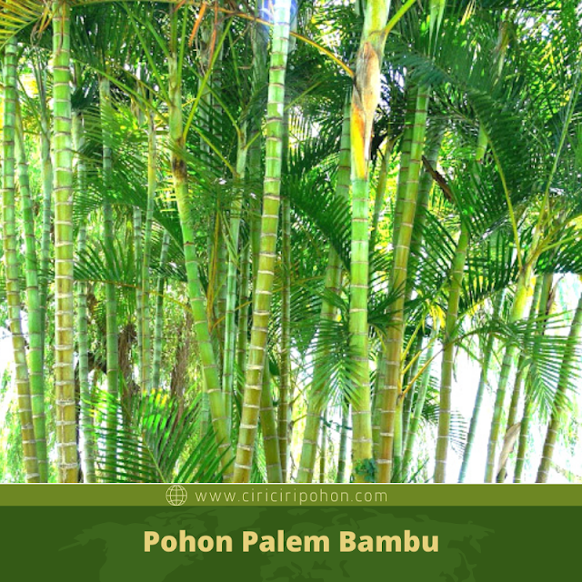 Ciri Ciri Pohon Palem Bambu