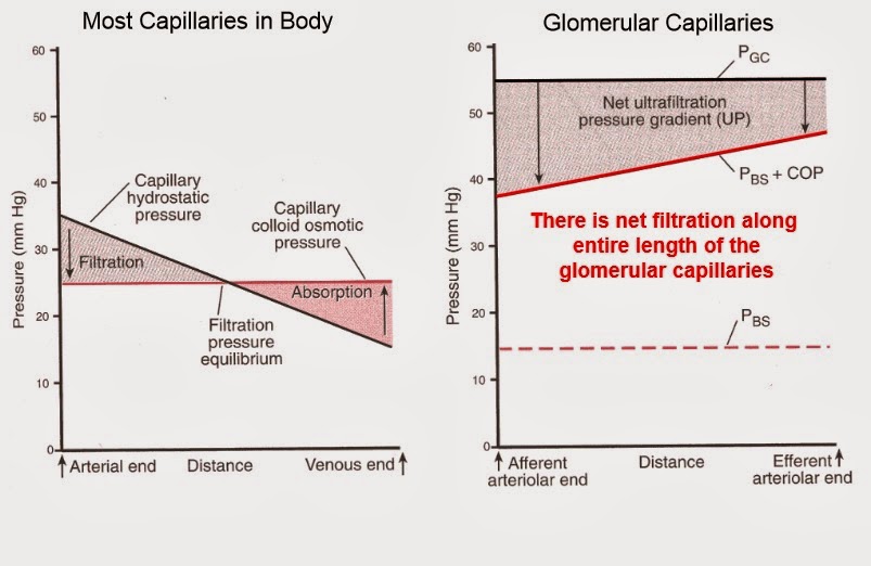 Human Medical Physiology Renal Physiology