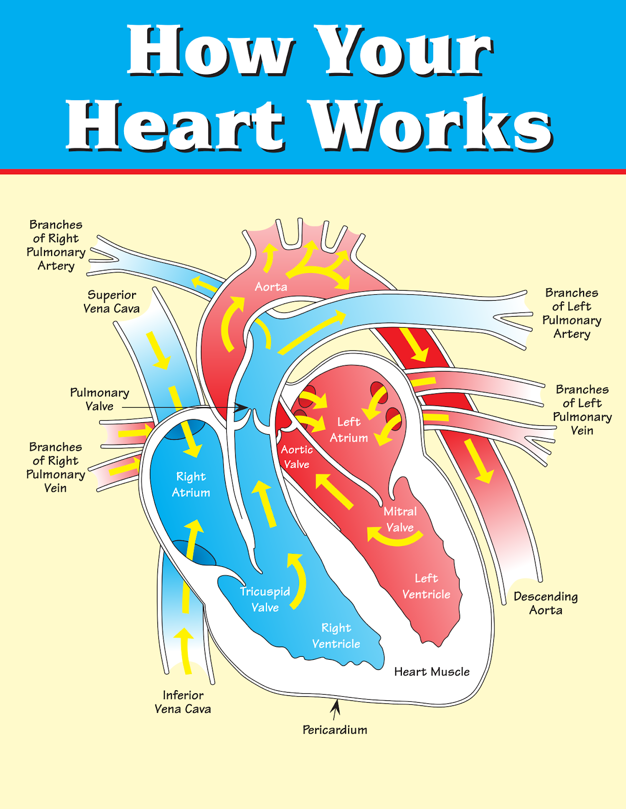 How the heart and lungs work together picture