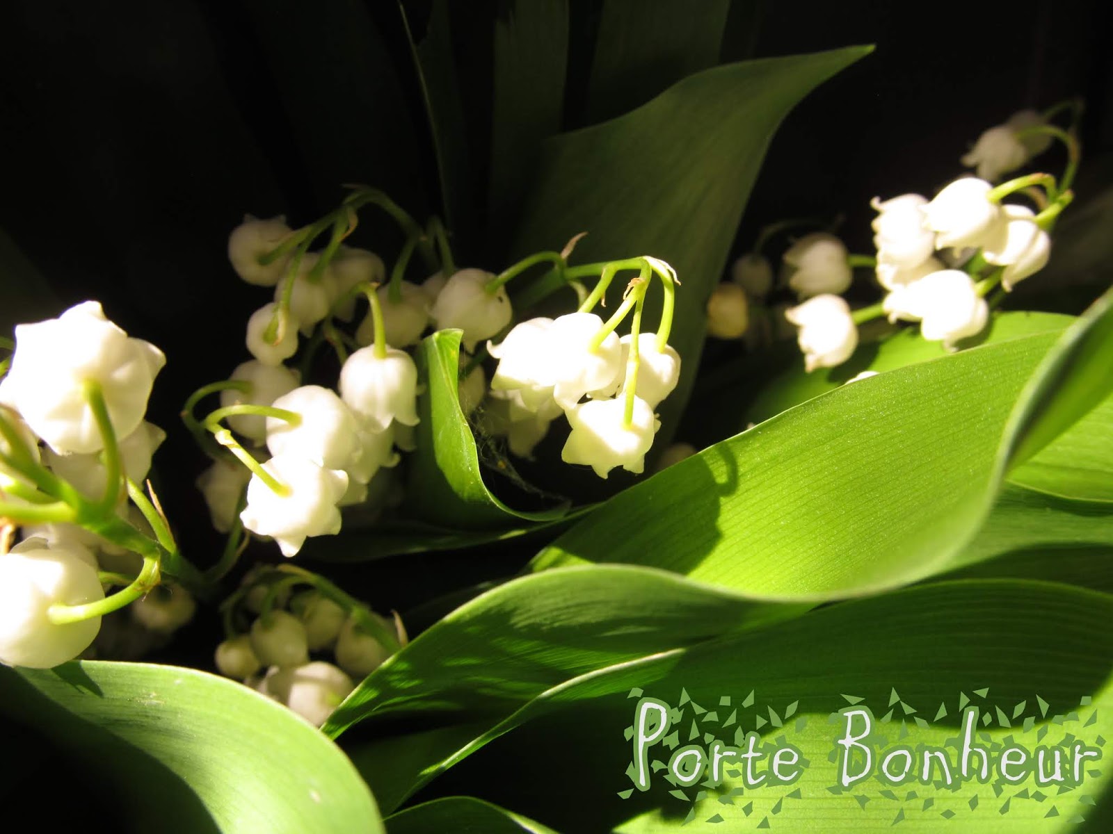 Hoorn Des Overvloeds: Lelietjes-van-dalen