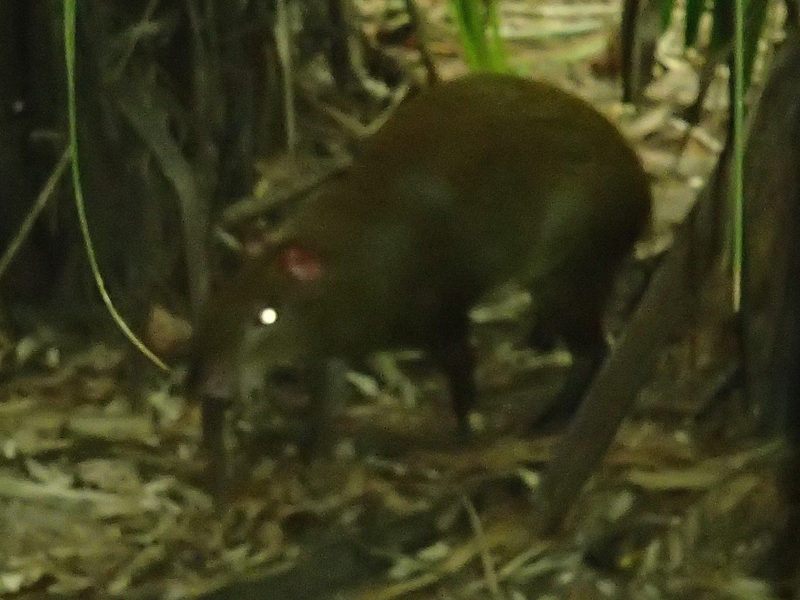 Belize Something.: Pics from the Belize Zoo!