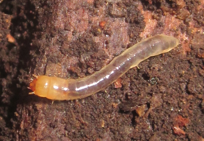 AlobatesLarva%25236.JPG