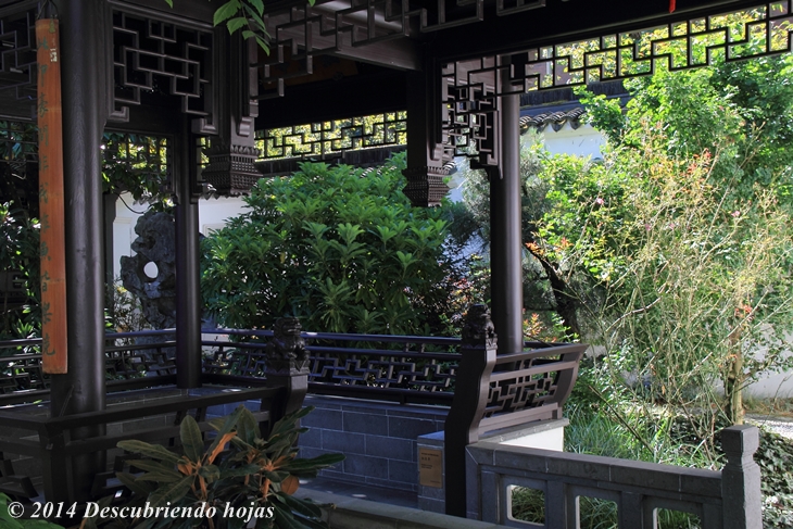Descubriendo hojas: El Jardín Chino Lan Su de Portland. #gbfling14