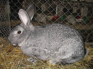 Kelinci american chinchilla
