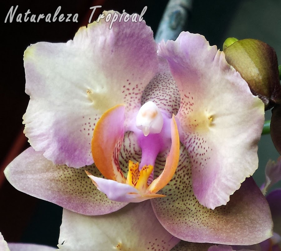 Variedad matizada de la flor de una orquídea Mariposa, género Phalaenopsis