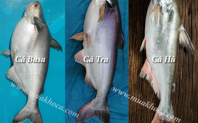 4 Cách phân biệt cá tra, cá Basa, cá Hú dễ nhất