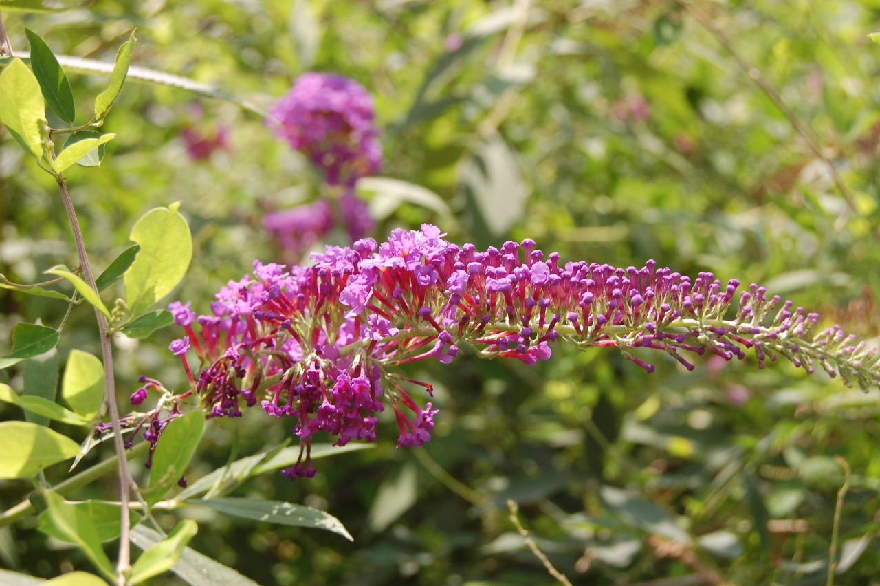 カズ花散歩PREMIUM No.98 フサフジウツギ