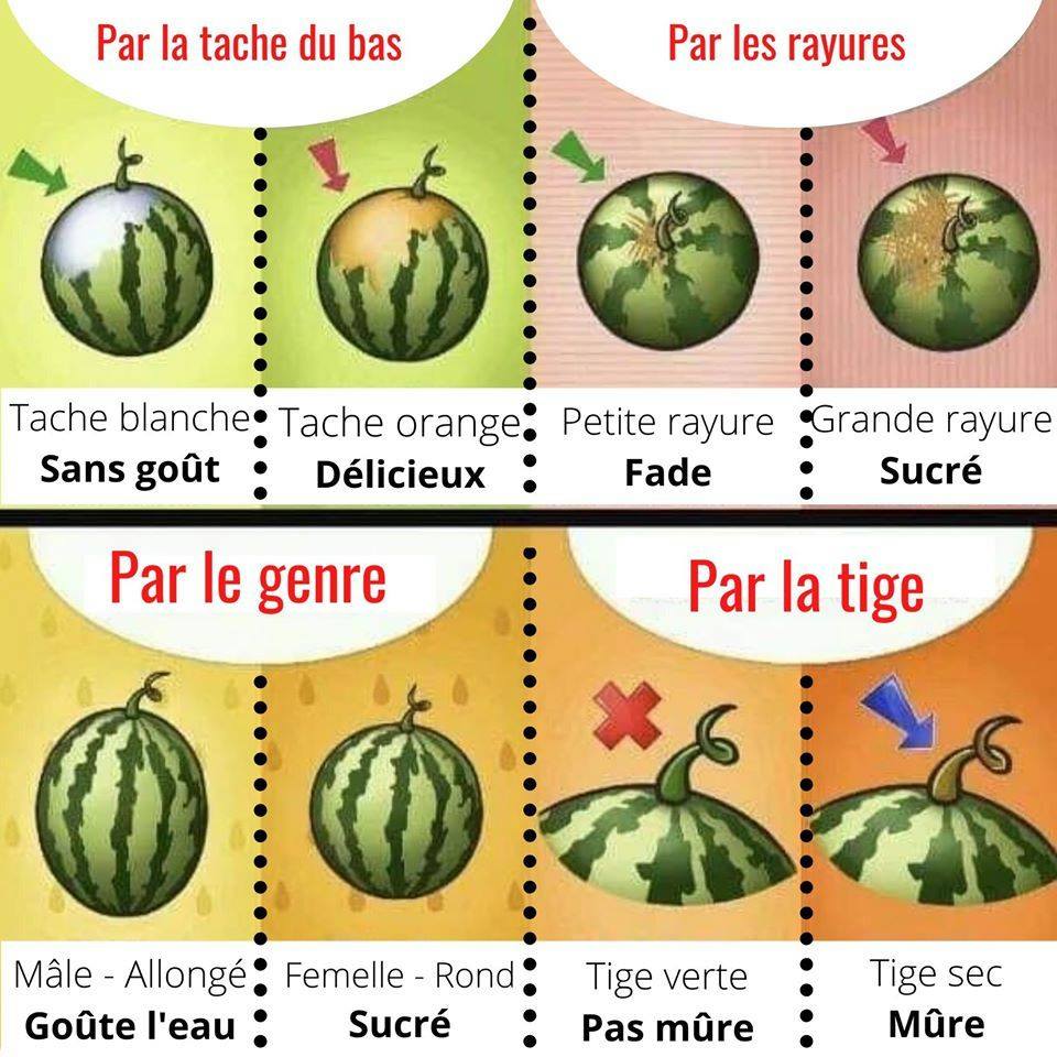 Club FADOQ Île SteThérèse Talon Le melon d’eau (La pastèque)