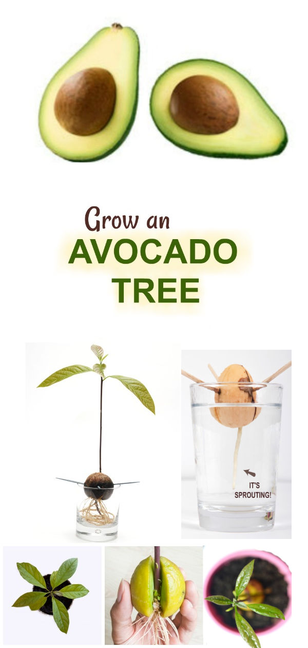 EXPERIMENT FOR KIDS: Grow an avocado tree. #scienceexperimentskids #scienceexperiments #scienceforkids #sciencefairprojects #growavocadofromseed #growavocadofrompit #growingajeweledrose