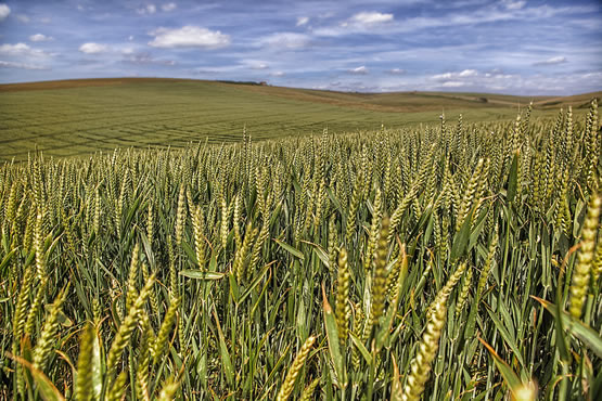 European crop fields