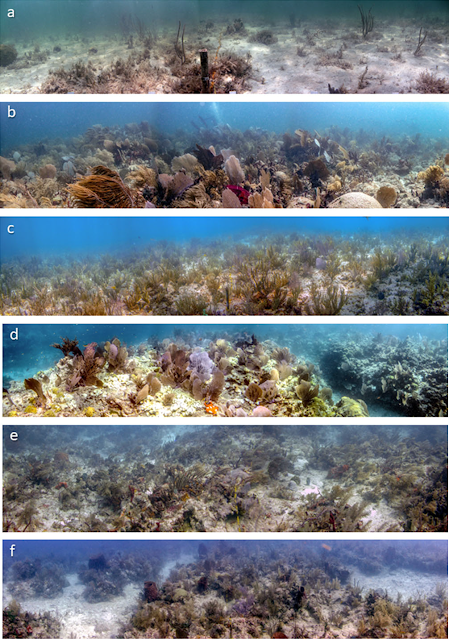 Sea Plumes - Antillogorgia spp. - Gorgonians - - Caribbean Reefs