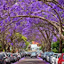 Locals suggest what to do in Sydney