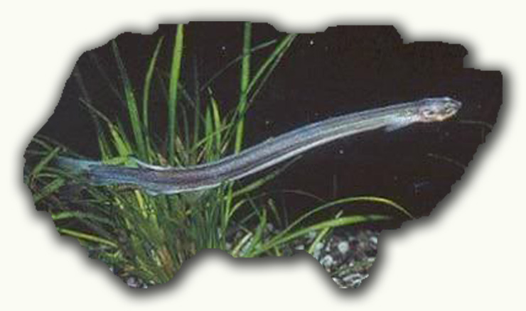 ANIMAZING wildlife: Ikan CANDIRU - Masuk Ke Tubuh Manusia Melalui Anus