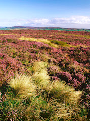 Ilkley Moor 2000 acres of open access land!