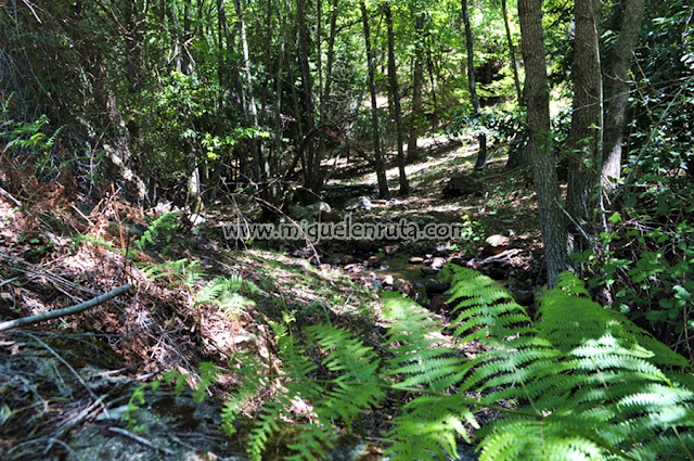 Bosque de Loreras