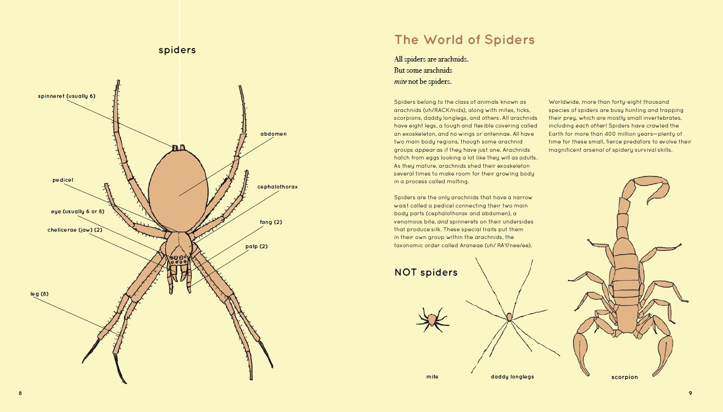 Spiders have got eight legs. It. A spider has got eight legs перевод. Facts about spiders. Spiders have got eight legs.