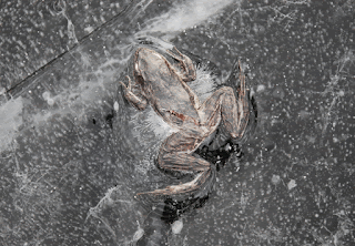Amazing Wood Frog Freezes | Supper blog toad diagram 