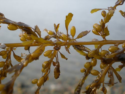 genero sargassum