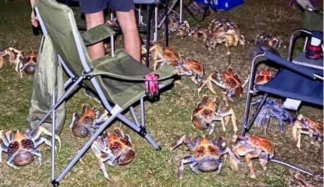 The family was shocked to see the crabs moving - Blogs Inside