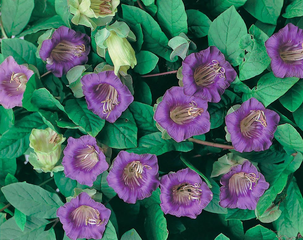 HOW TO GROW CUP AND SAUCER' PLANT FROM SEED Cobaea scandens The