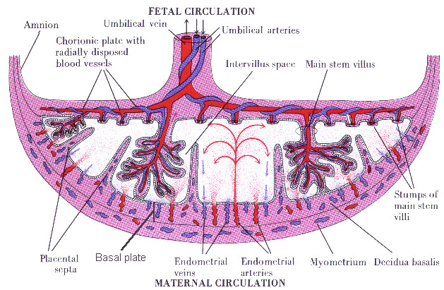 placenta diagram the well rounded placenta accreta part one what is placenta diagram the well rounded placenta accreta part one what is